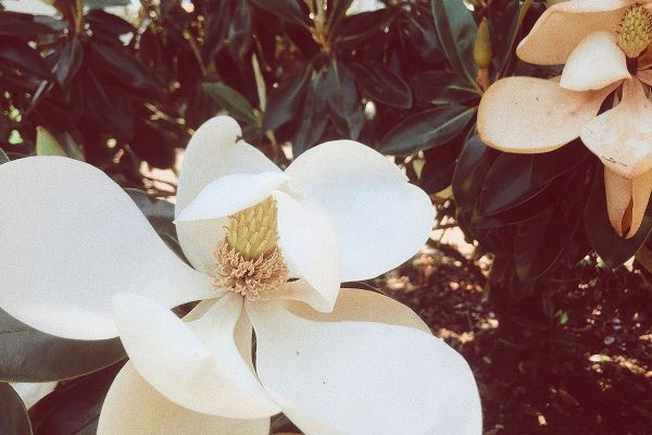 A close-up of a blooming magnolia flower with creamy white petals and a central cone, surrounded by green leaves in the background.