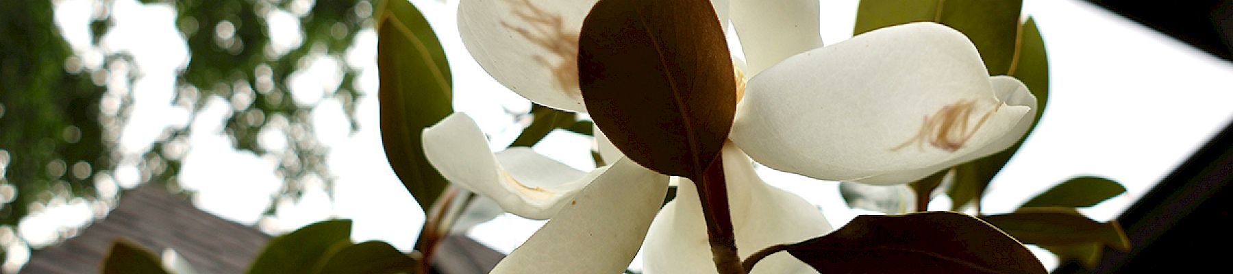 A white flower, possibly a magnolia, surrounded by green leaves, with a blurred background of trees and a building.