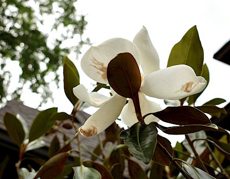 A white flower, possibly a magnolia, surrounded by green leaves, with a blurred background of trees and a building.