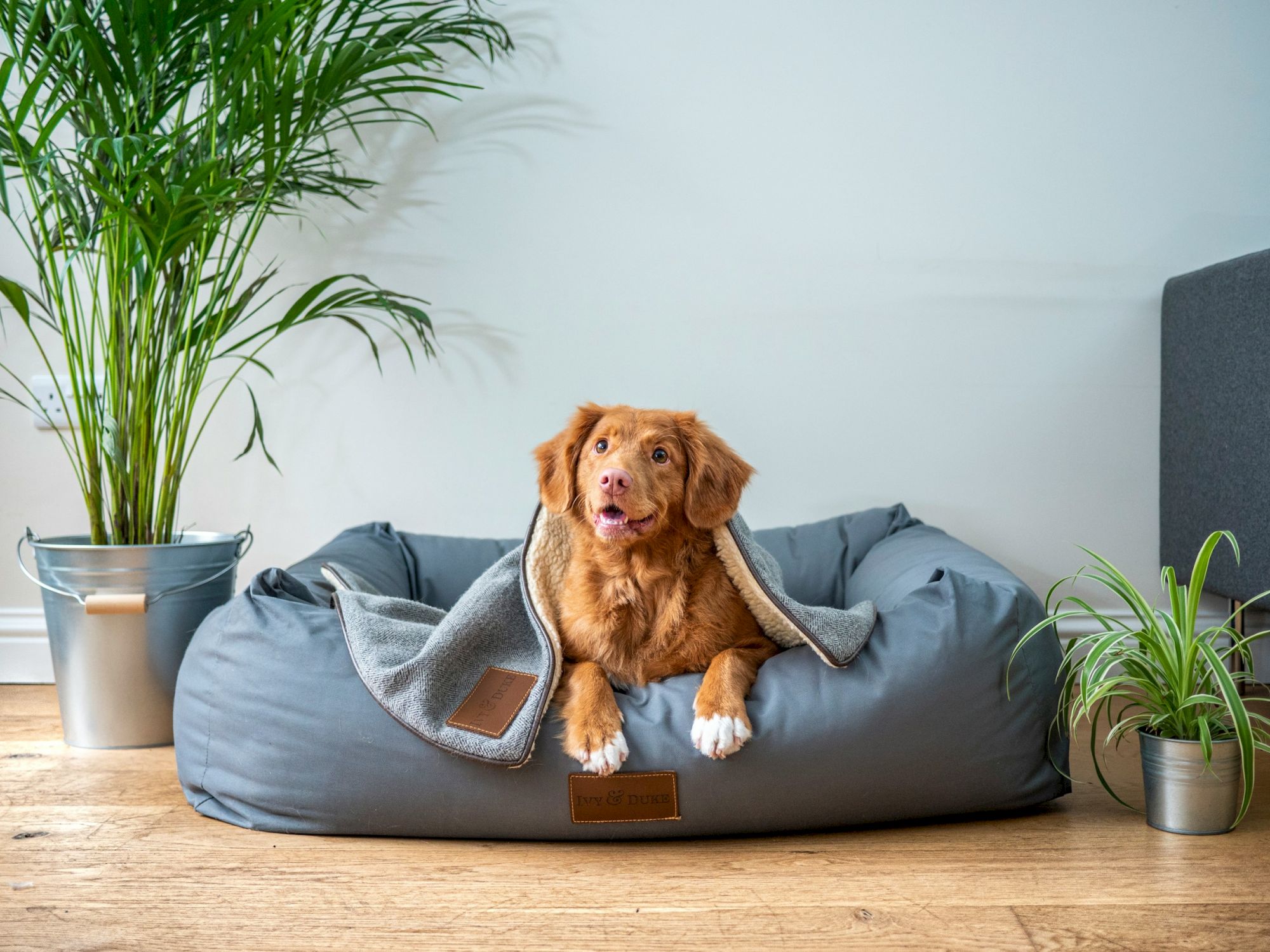 A dog is cozily lying on a gray dog bed with a blanket, surrounded by potted plants on a wooden floor.