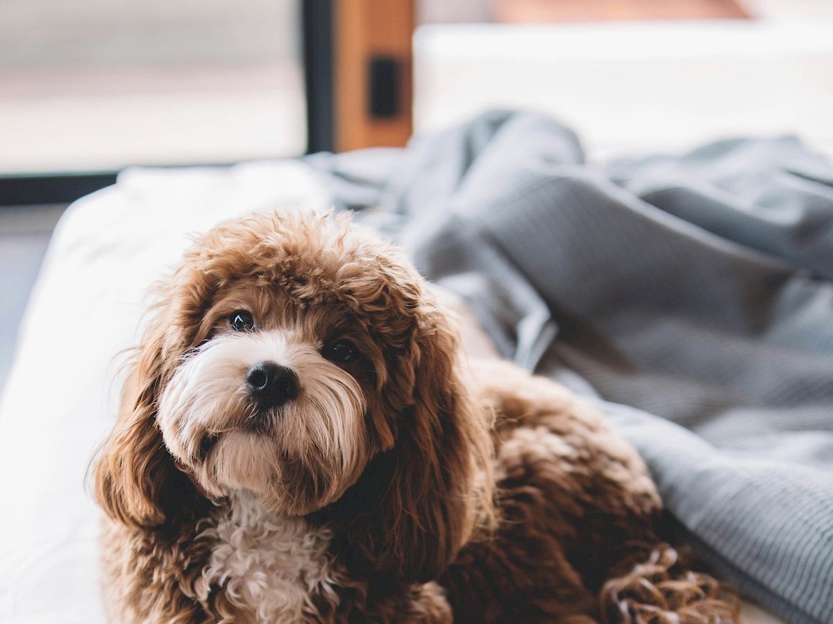 A fluffy brown and white dog is lying on a bed with a gray blanket in the background.