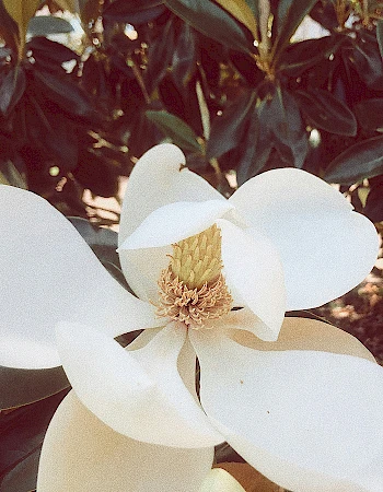 The image shows a blooming magnolia flower with large white petals and green leaves in the background.