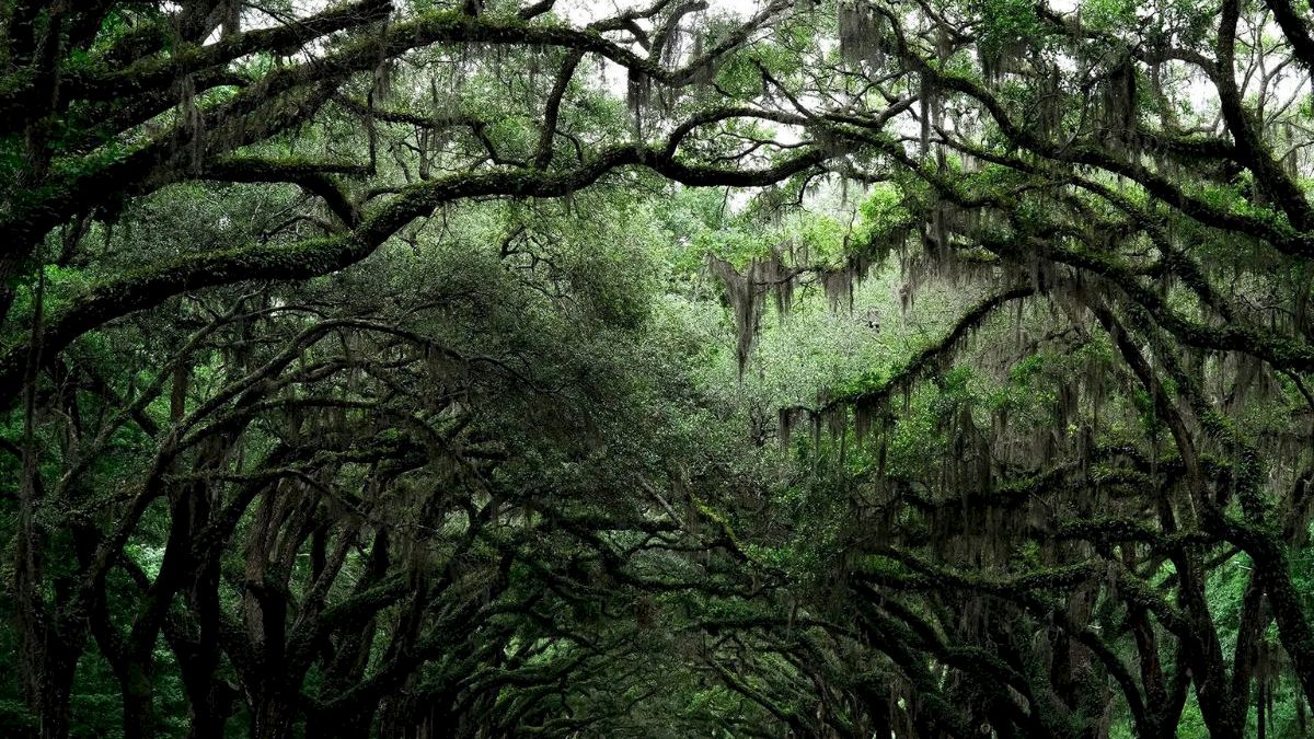 A moss-draped oak canopy forms a tunnel over a quiet road, with green foliage and hanging Spanish moss overhead.
