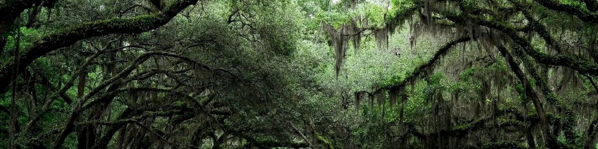A moss-draped oak canopy forms a tunnel over a quiet road, with green foliage and hanging Spanish moss overhead.