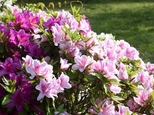 A cluster of pink and light purple azalea flowers in bloom, with green leaves and a grassy background.