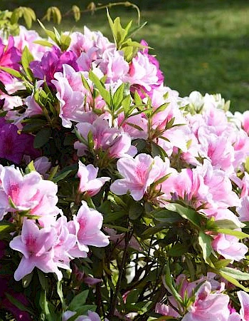 A vibrant cluster of pink and purple azalea flowers in full bloom against a green garden backdrop.