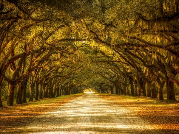 A golden-lit tree-lined road tunnel with sprawling branches and Spanish moss hanging over the path.